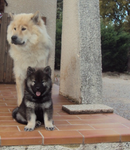 Of Blue Silence - Eurasier - Portée née le 06/11/2012