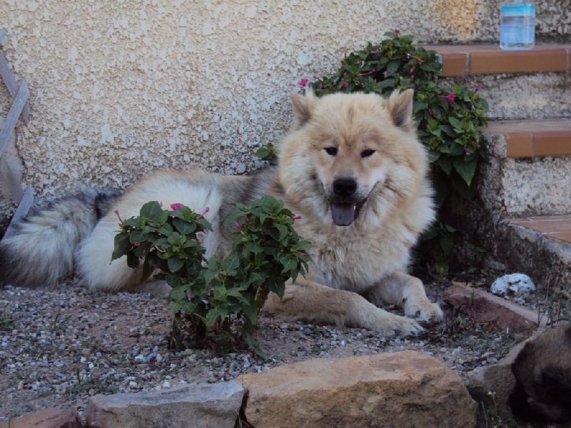 Of Blue Silence - Eurasier - Portée née le 11/09/2011