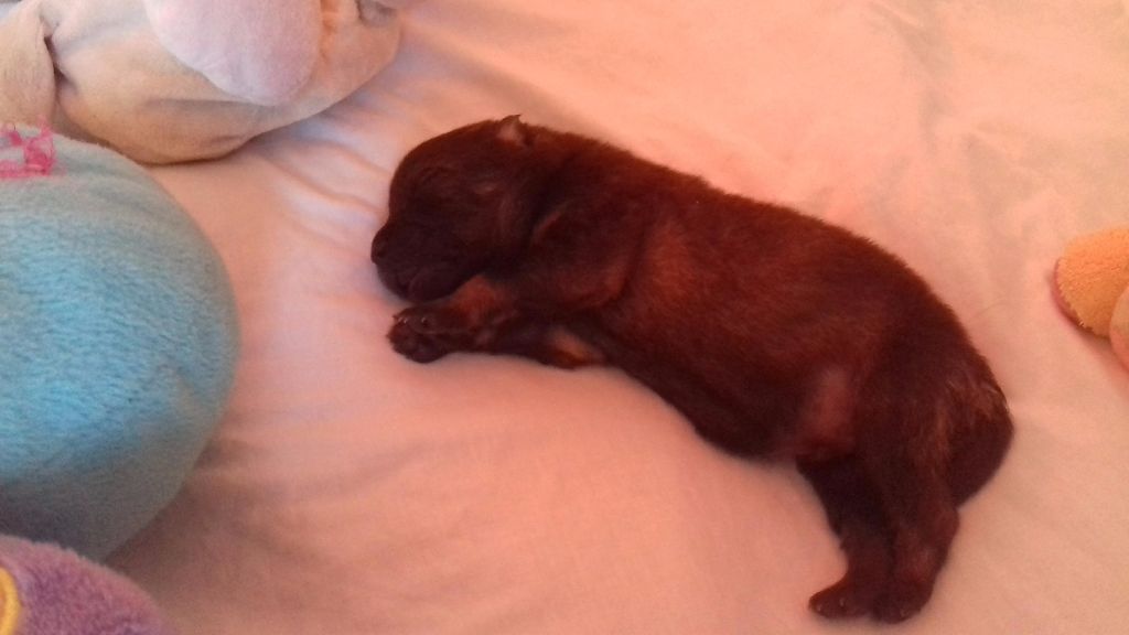 Of Blue Silence - Eurasier - Portée née le 13/12/2017