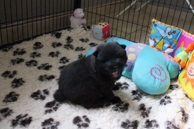 Of Blue Silence - Eurasier - Portée née le 18/11/2015
