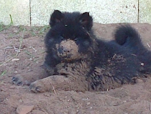 Of Blue Silence - Eurasier - Portée née le 30/08/2014