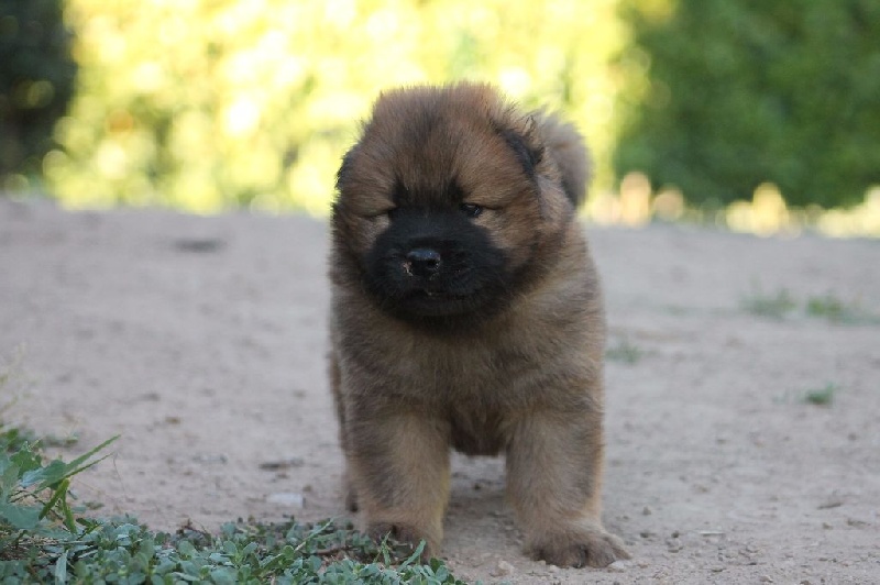Of Blue Silence - Eurasier - Portée née le 22/05/2016
