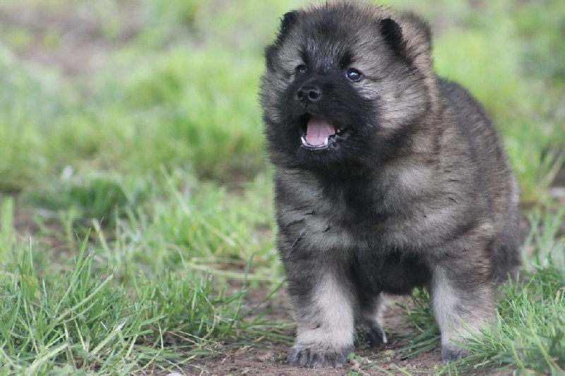 Of Blue Silence - Eurasier - Portée née le 07/04/2015