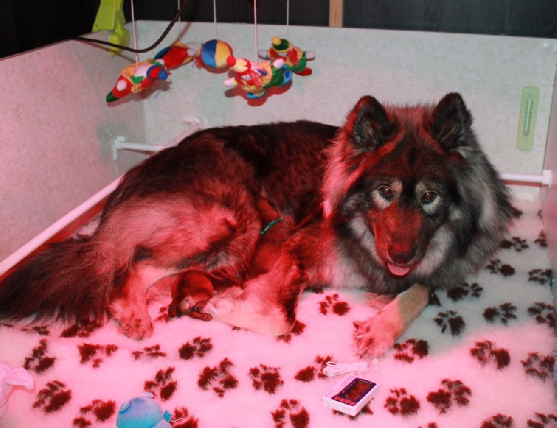 Of Blue Silence - Eurasier - Portée née le 02/01/2014