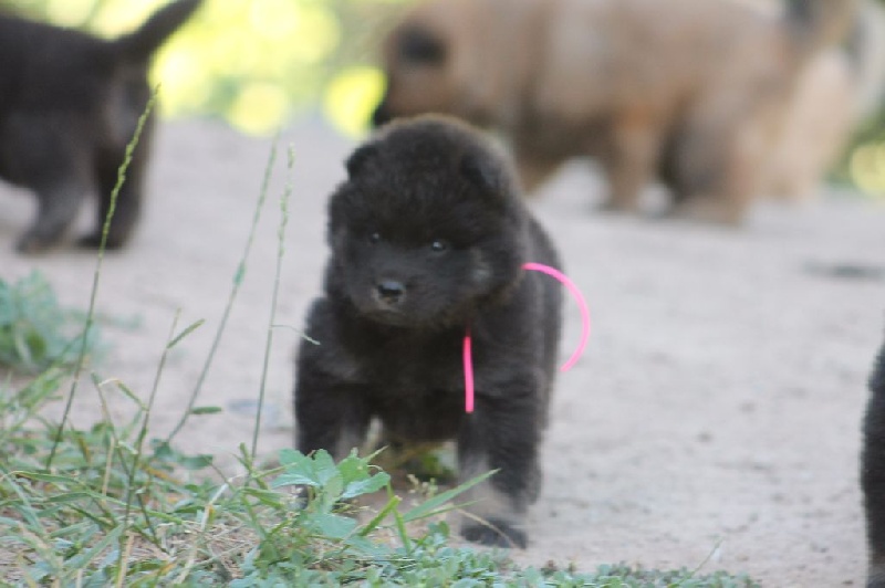 Of Blue Silence - Eurasier - Portée née le 24/05/2016